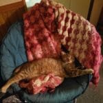 92444117_2984500344903647_2900203419975286784_n